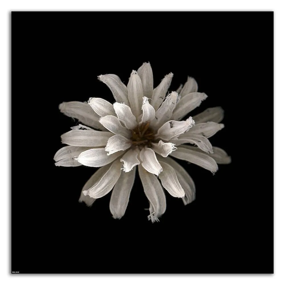 "All White" by PhotoINC Studio, Print on Canvas, Ready to Hang