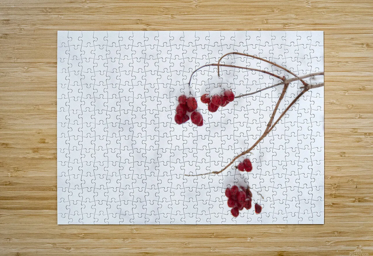 Red Berries in Snow
