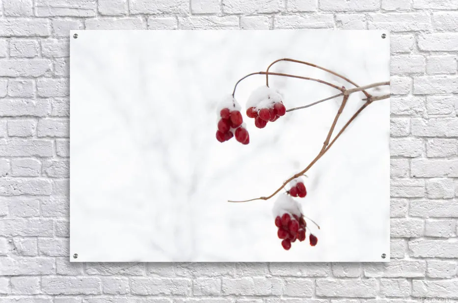 Red Berries in Snow