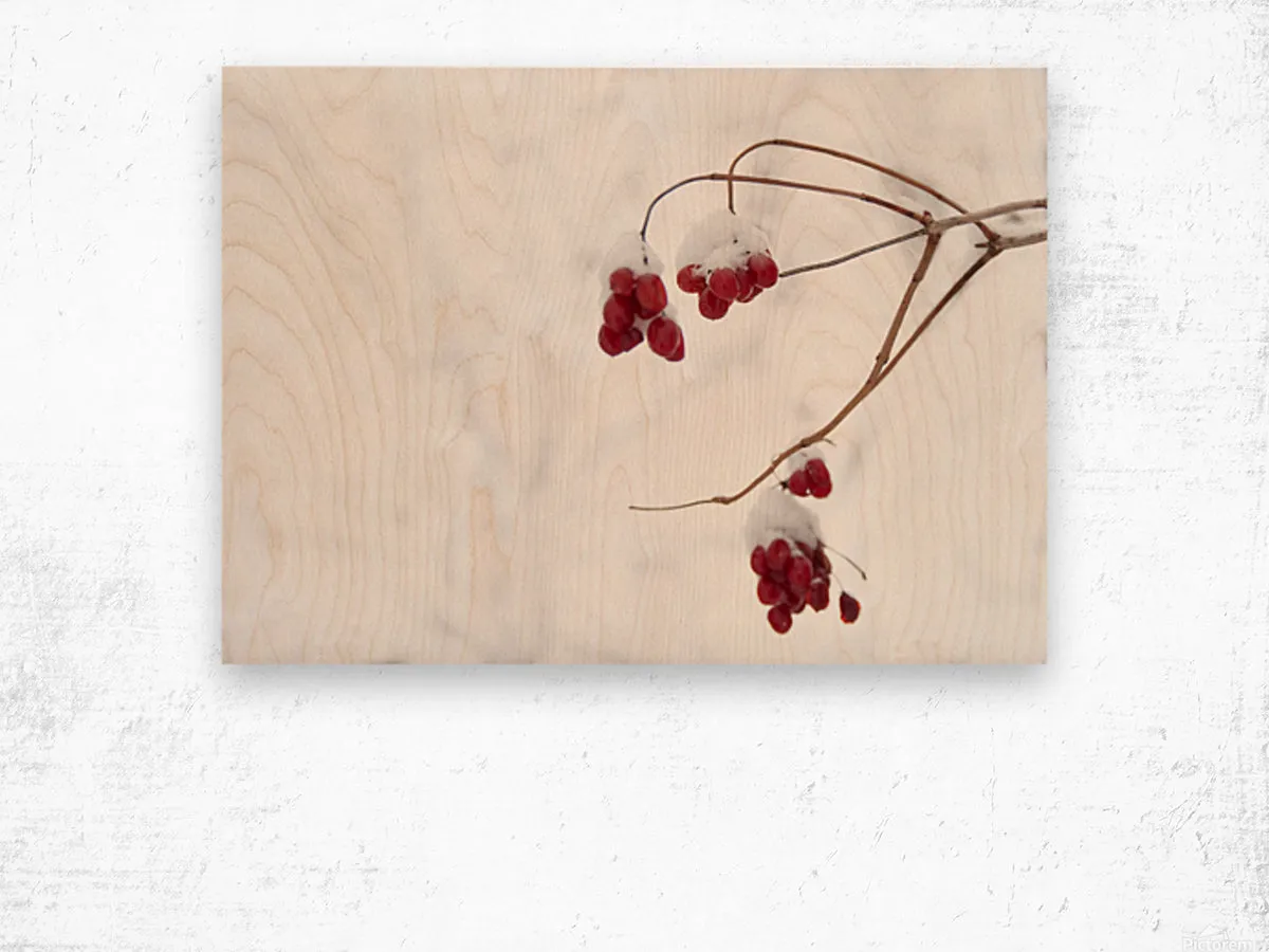 Red Berries in Snow