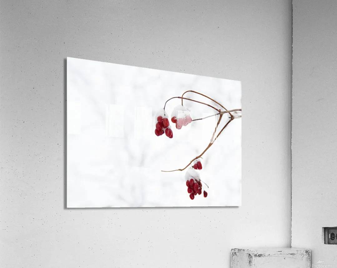 Red Berries in Snow
