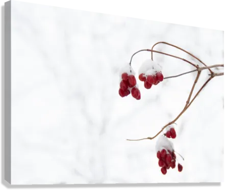 Red Berries in Snow