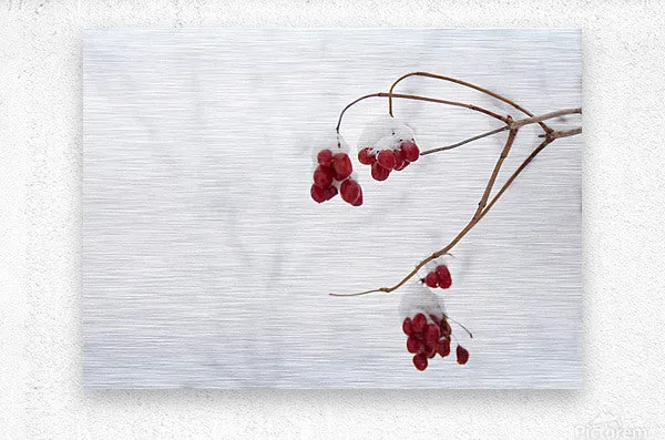 Red Berries in Snow