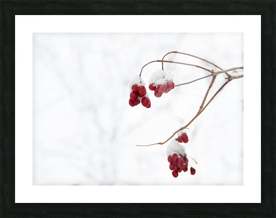 Red Berries in Snow